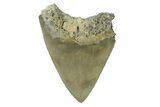 Serrated, Fossil Megalodon Tooth - North Carolina #338494-1